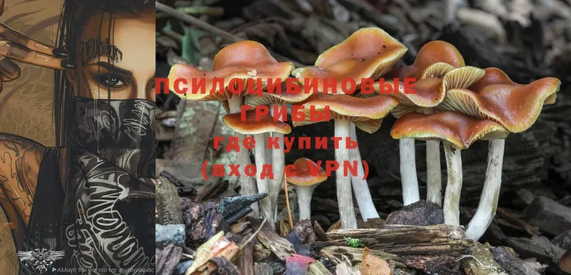 Псилоцибиновые грибы Psilocybe  как найти закладки  Макушино 